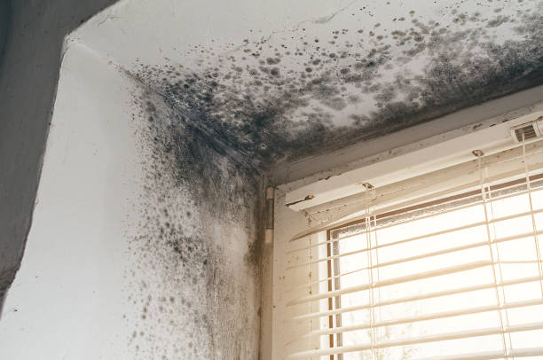 Affordable Mold Cleanup solutions in Fairfield, IL